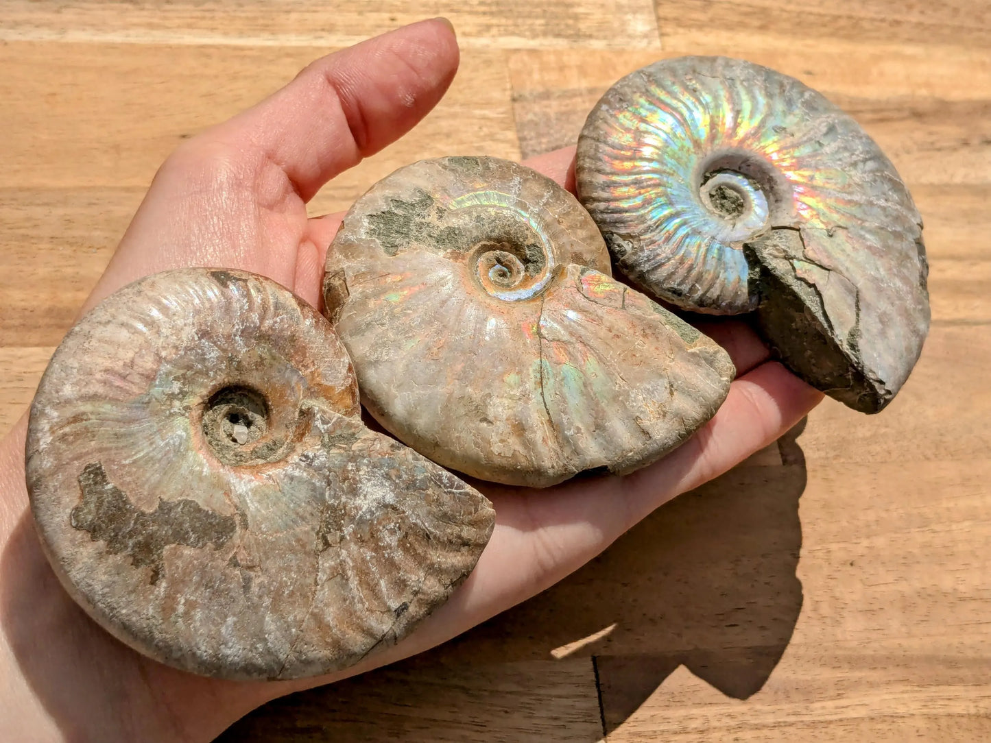 XL Blue Opalized Ammonite Fossils