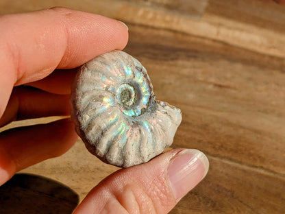 Rare Blue Opalized Ammonite Fossils