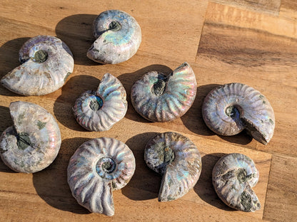 Rare Blue Opalized Ammonite Fossils