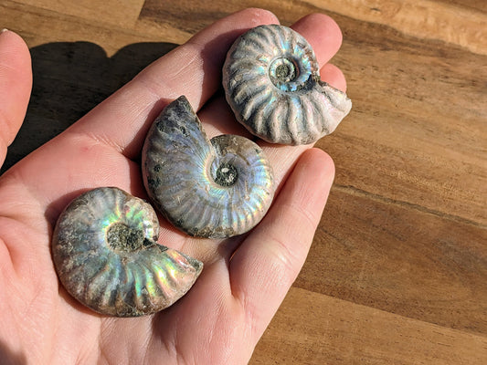 Rare Blue Opalized Ammonite Fossils