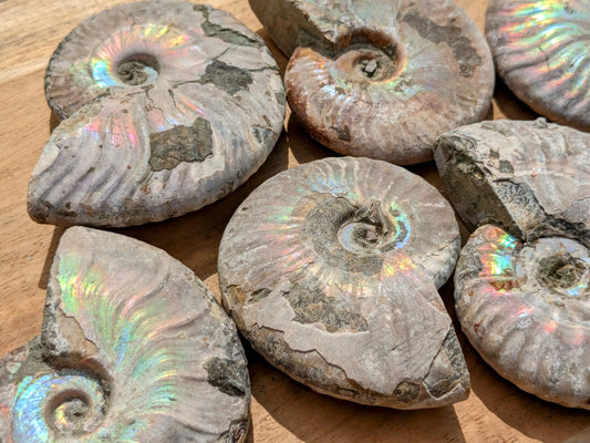 XL Blue Opalized Ammonite Fossils