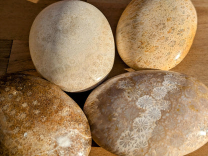 Fossil Coral Palm Stones - You Choose