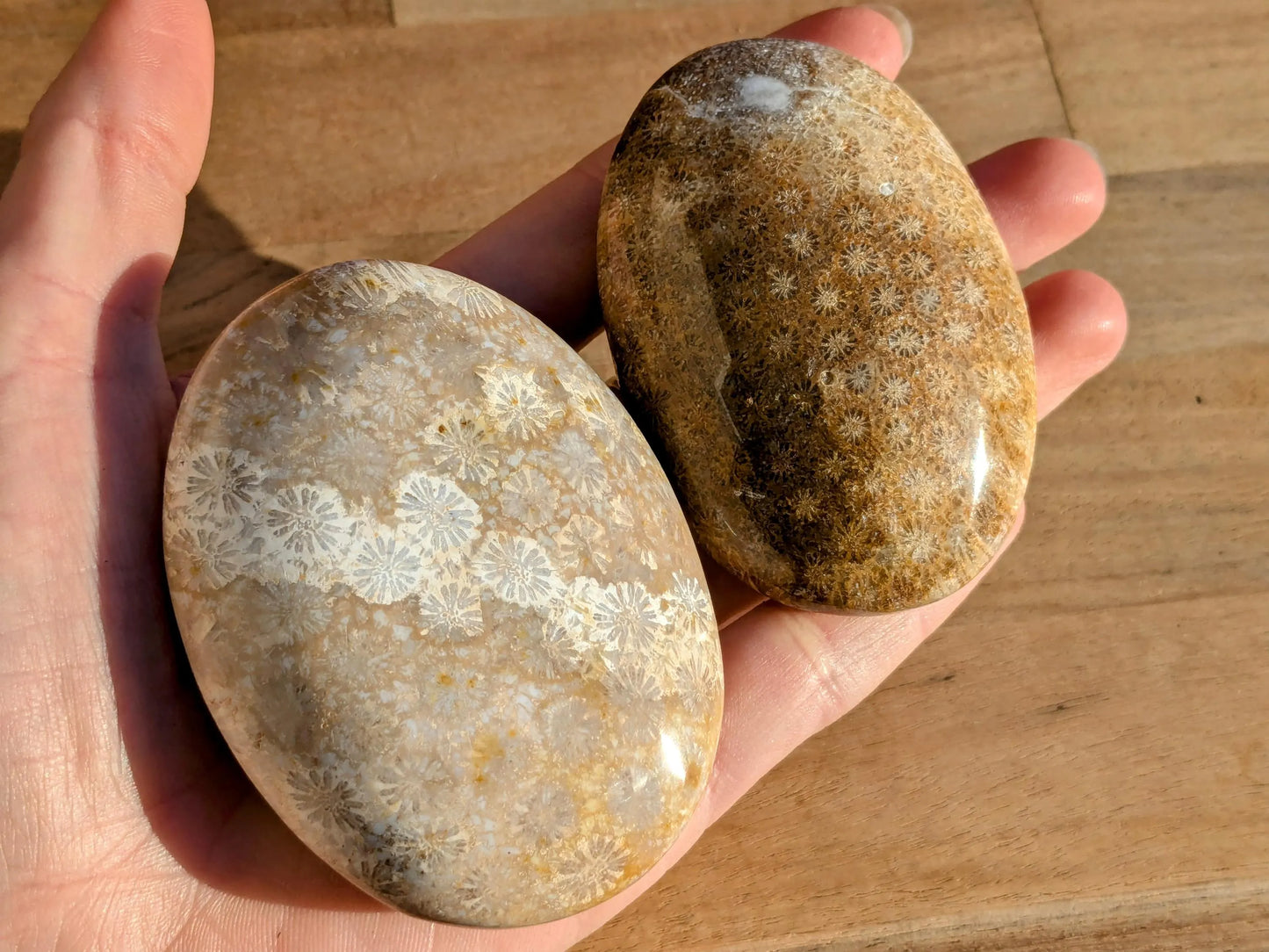 Fossil Coral Palm Stones - You Choose