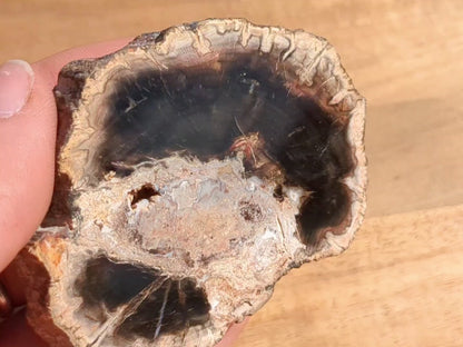 Petrified Wood Slice - OOAK