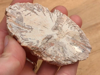 Petrified Wood Slice - OOAK