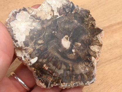Petrified Wood Slice - OOAK