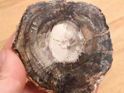 Petrified Wood Slice - OOAK
