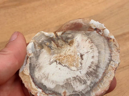 Petrified Wood Slice - OOAK