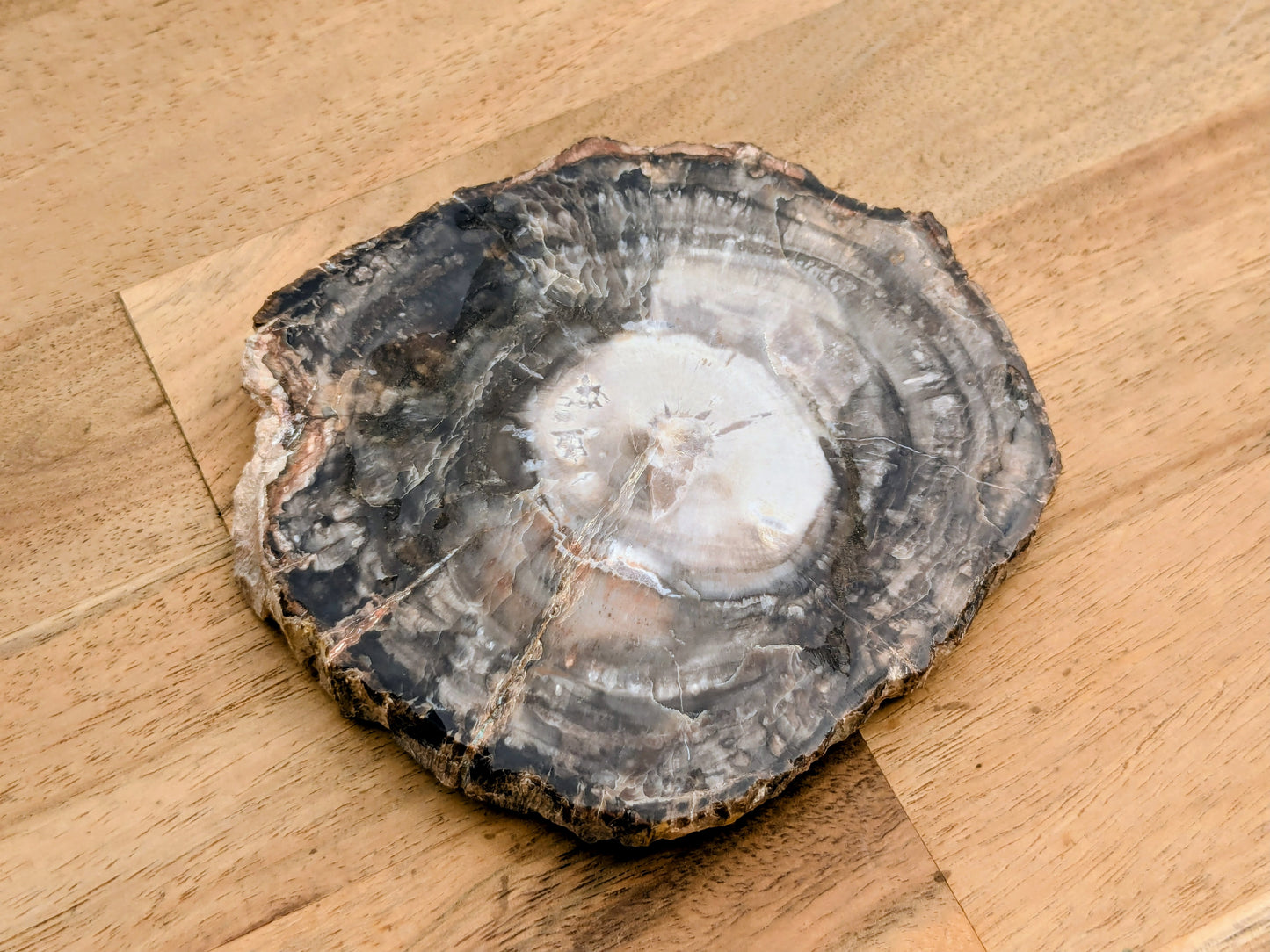 Petrified Wood Slice - OOAK