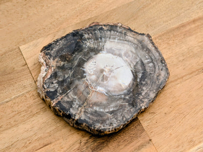 Petrified Wood Slice - OOAK