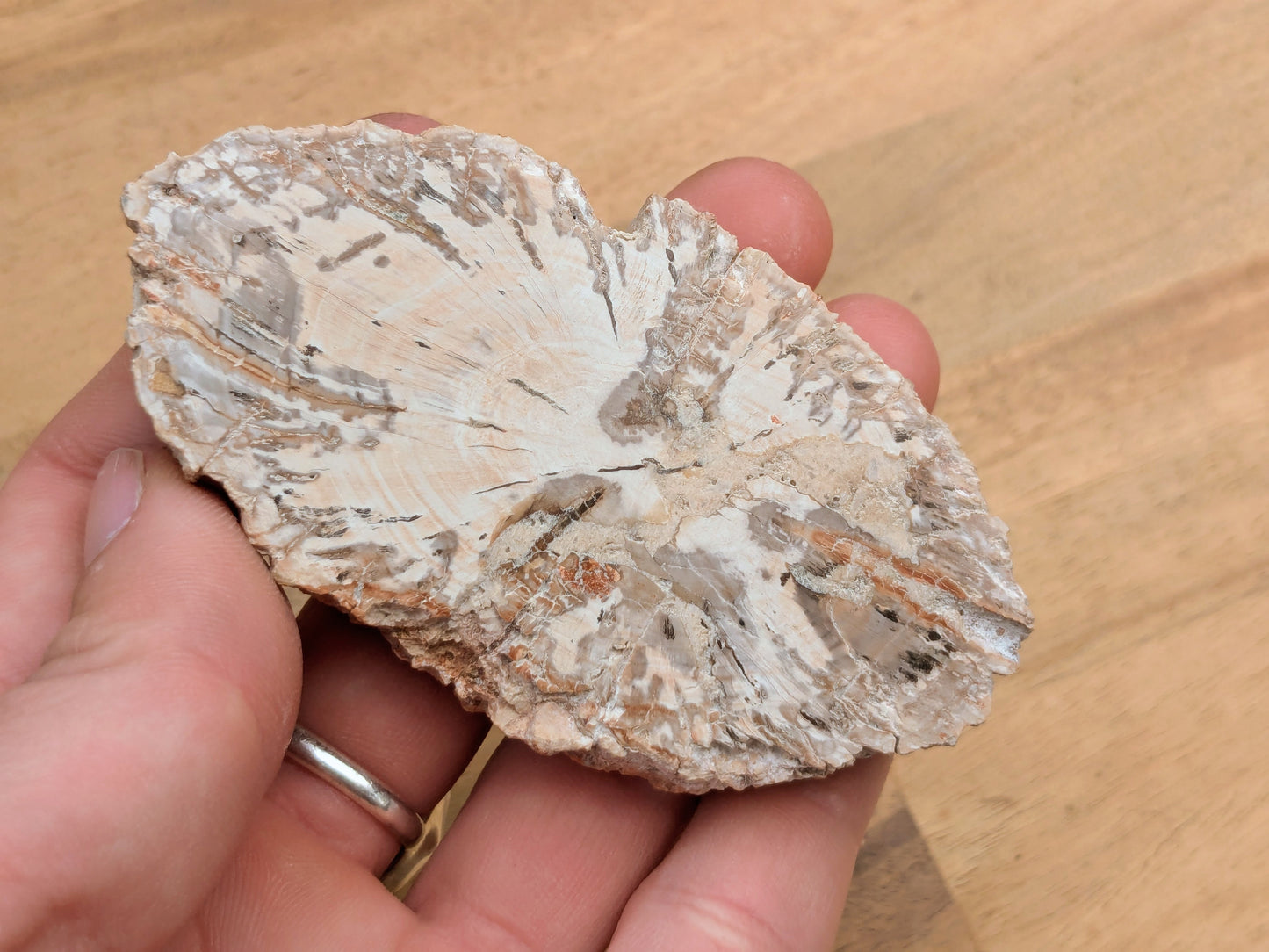 Petrified Wood Slice - OOAK