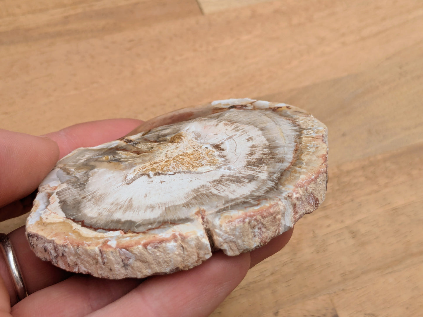 Petrified Wood Slice - OOAK