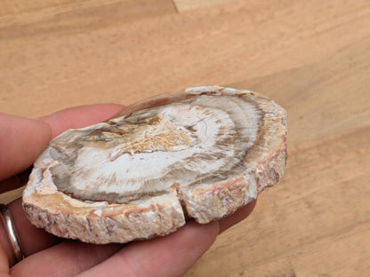 Petrified Wood Slice - OOAK