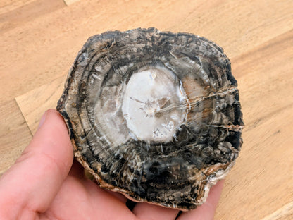 Petrified Wood Slice - OOAK
