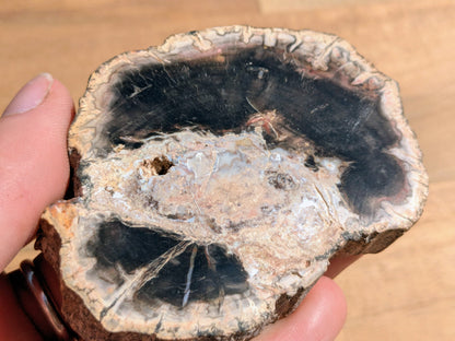 Petrified Wood Slice - OOAK