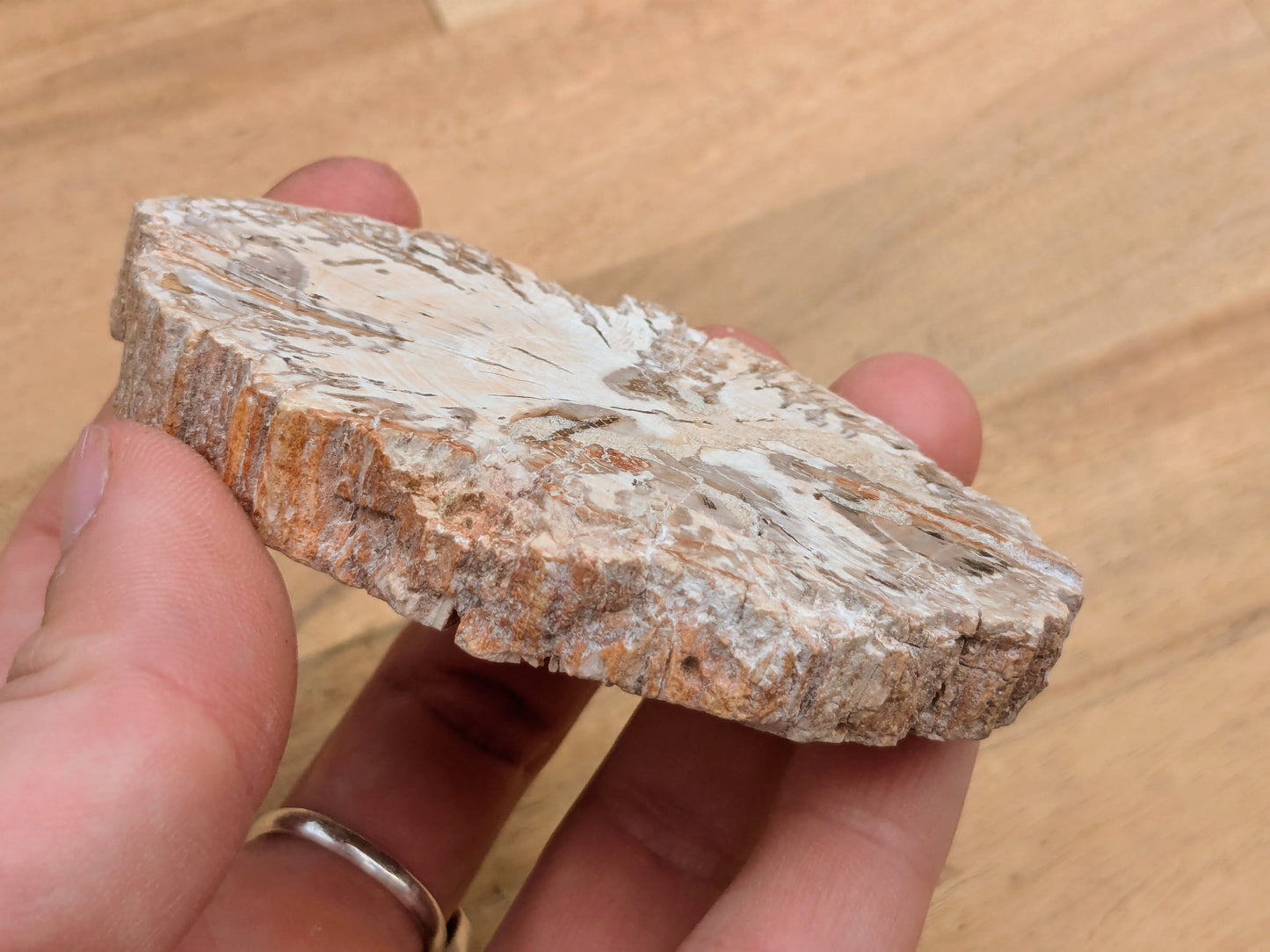 Petrified Wood Slice - OOAK