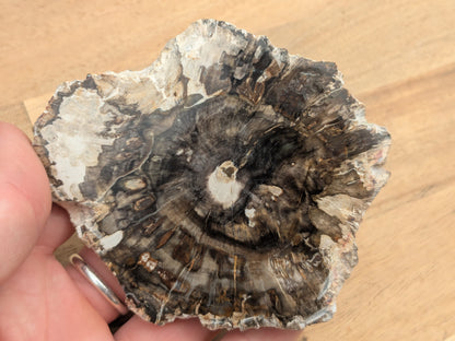 Petrified Wood Slice - OOAK