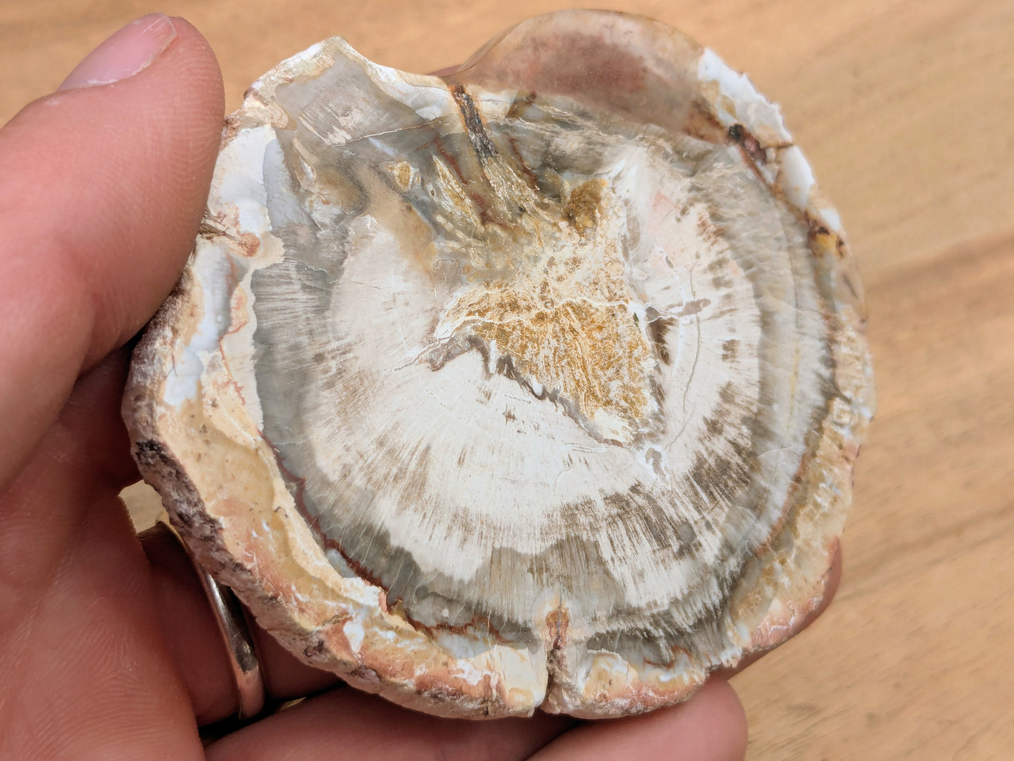 Petrified Wood Slice - OOAK