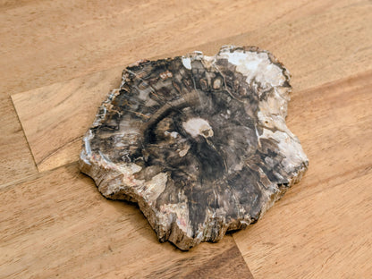 Petrified Wood Slice - OOAK