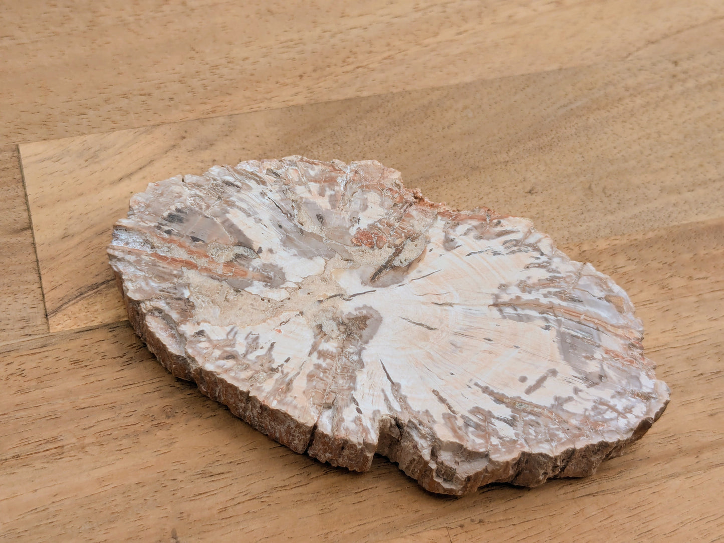 Petrified Wood Slice - OOAK