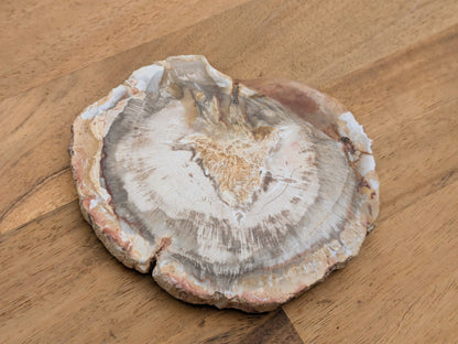 Petrified Wood Slice - OOAK