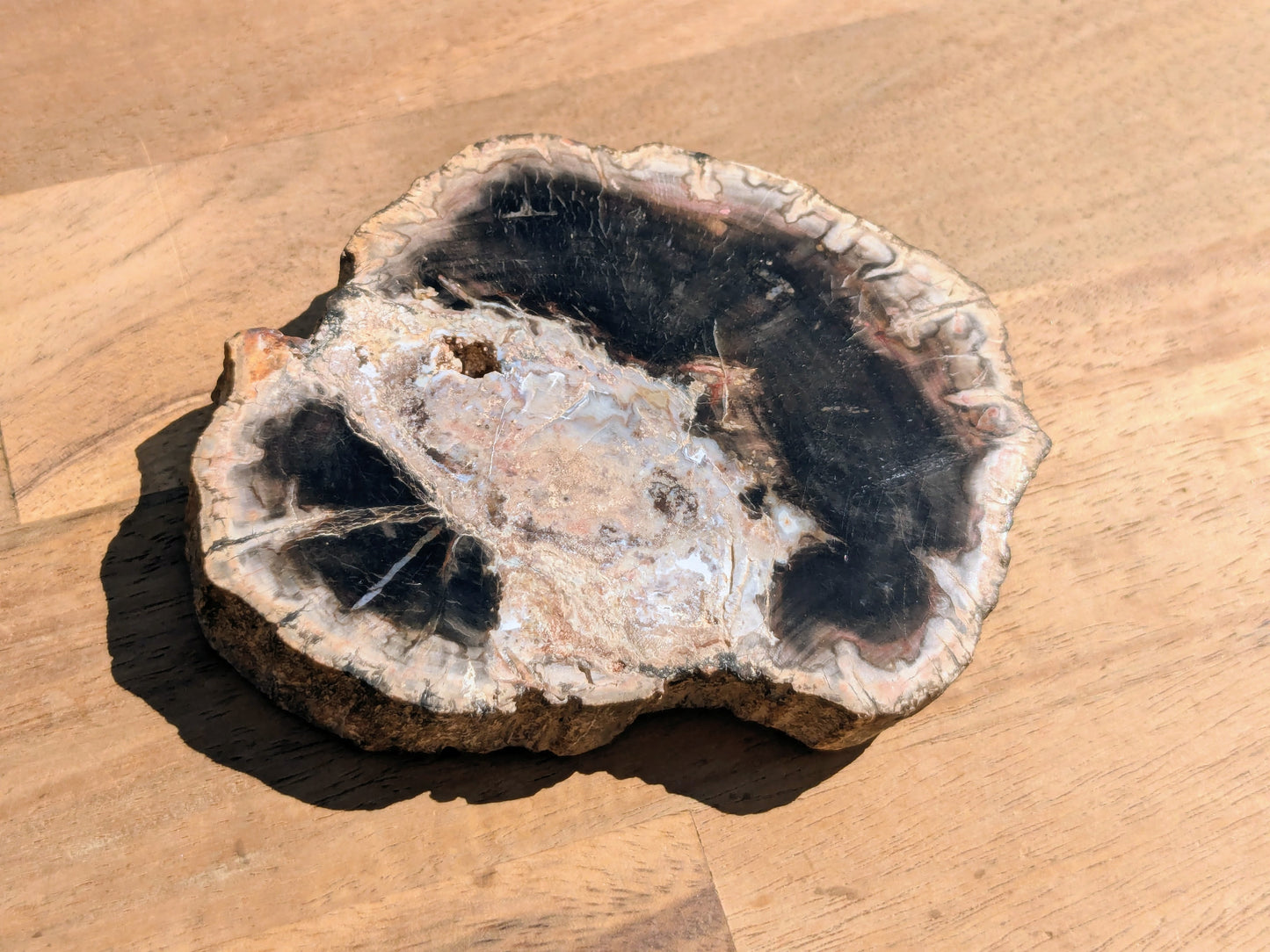 Petrified Wood Slice - OOAK